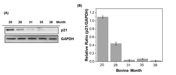 다양한 연령대의 소고기 샘플에서 소 p21 항체를 이용한 p21 단백질 발현 비교