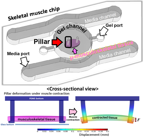 근육 조직 최적화를 위한 미세유체칩 모식도
