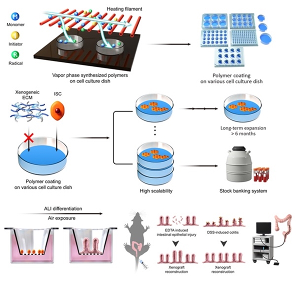 인간 장 줄기세포 무이종 배양 플랫폼 개발 및 특성