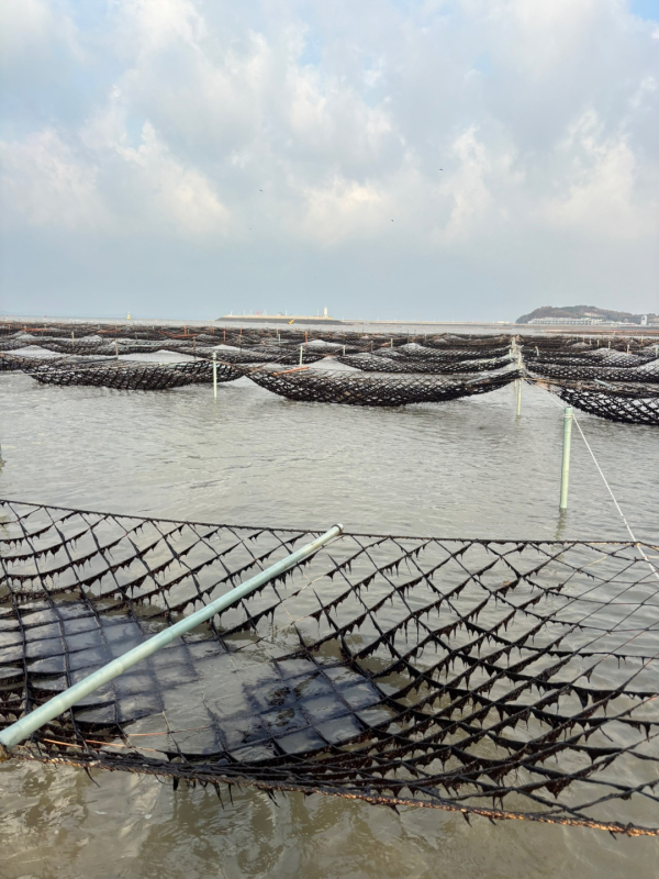 김 양식장 전경