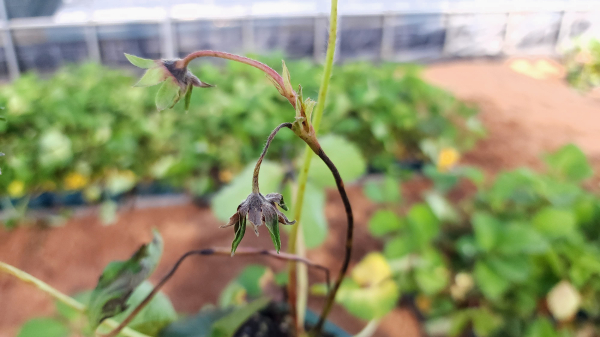 딸기 탄저병 증상(과총)