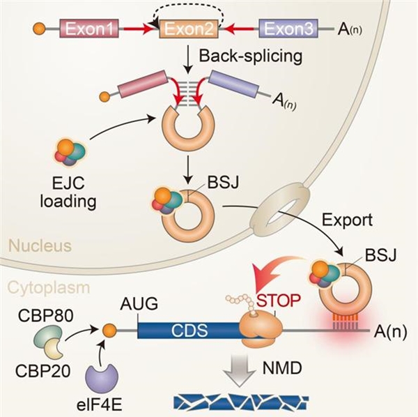 원형 RNA를 통한 표적 mRNA 발현 억제 기전 모식도