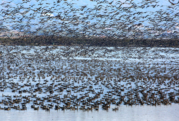 금상을 수상한 이금숙 씨의 ‘천수만의 진객1’