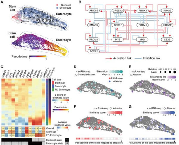 정상 대장세포의 분화궤적을 모사하는 디지털 트윈 시뮬레이션