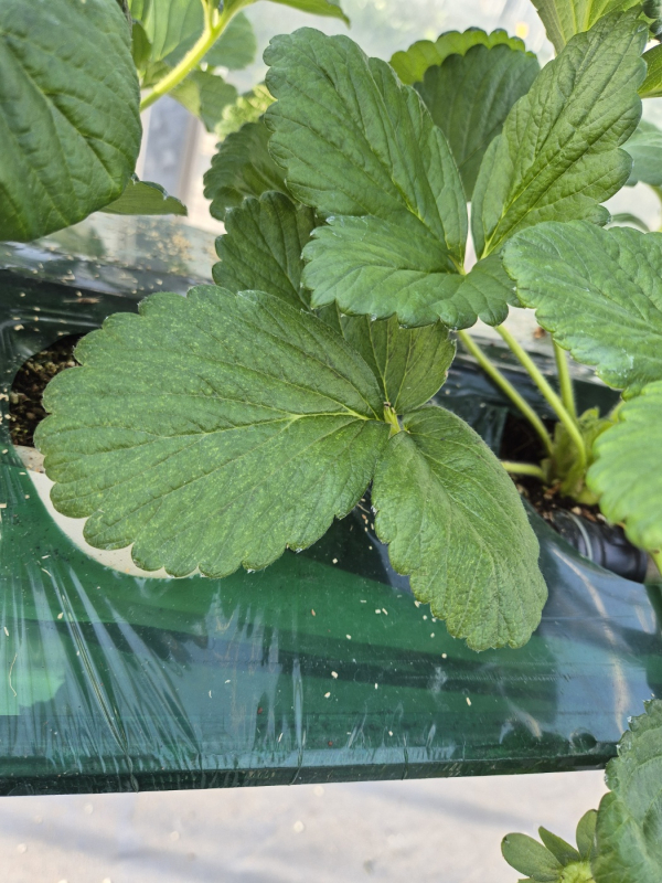 응애에 의한 딸기잎 피해 증상