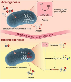 ‘아세토제네시스’로부터 ‘에탄올로제네시스’로 대사 전환 모식도
