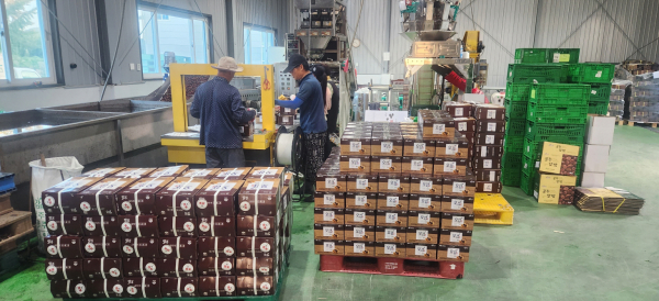 공주시 농특산물 수출 (공주밤)