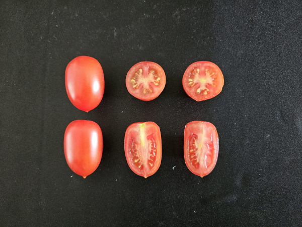 토마토 신품종 '엄청나'(과모양)