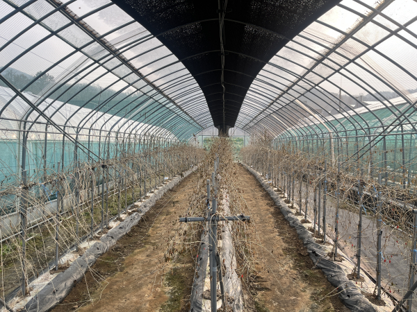 겨울철 구기자 시설재배지 관리 후 전경