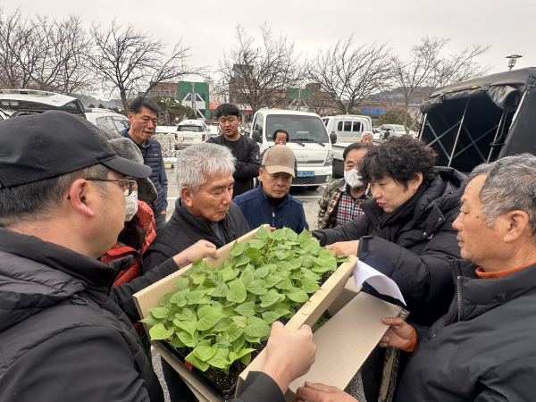 당진호풍 조직배양묘 배부 모습
