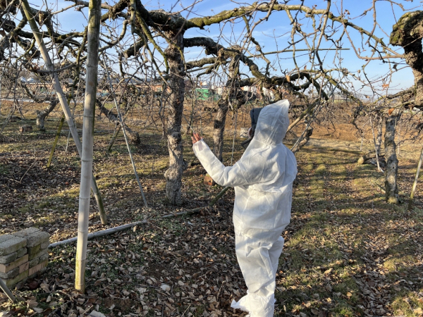 과수화상병 의심궤양 예찰