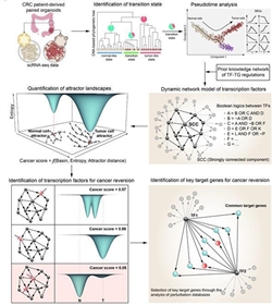 대장암세포의 단일세포 유전자 발현 데이터로부터 유전자 네트워크를 자동 구축하고 컴퓨터 시뮬레이션 분석을 통해 암 가역화 분자스위치를 발굴하는 기술 개발의 전체 개념도