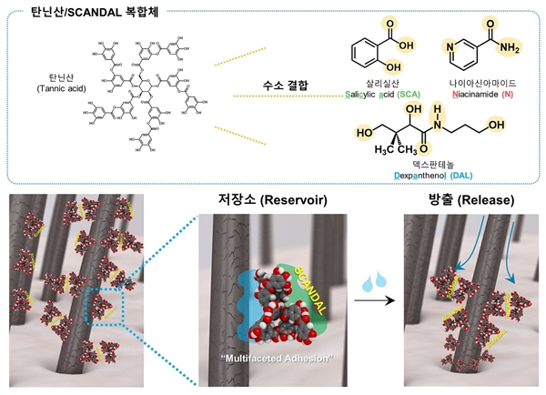 그림 1. 탄닌산-SCANDAL 복합체에 의한 탈모 완화 메커니즘의 모식도