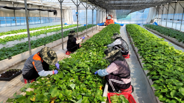 무병묘 고구마 재배 모습(태안군농업기술센터, 2024. 4. 17.)