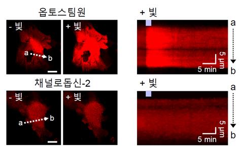 빛 자극을 통한 별세포의 칼슘 신호 유도