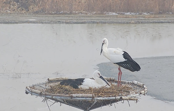 둥지에서 알을 품고 있는 황새 부부