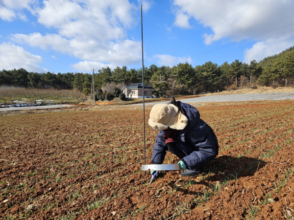 태안군농업기술센터 관계자가 맥류 생육 재생기를 판단하는 모습.