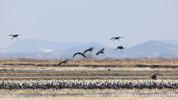 올해 2월 부석면 간월도리에서 촬영된 흑두루미 무리