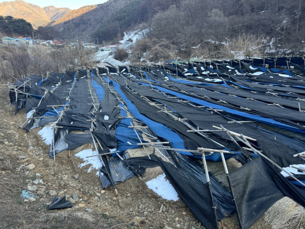 폭설피해 인삼밭