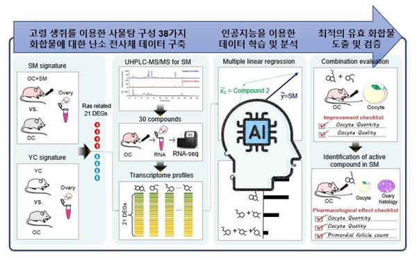 연구 모식도