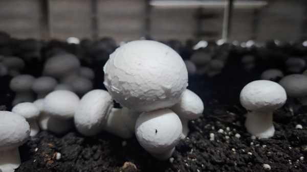 건조해 인편이 일어난 양송이