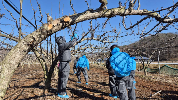 과수화상병 전염원 사전 예방 일제조사 실시