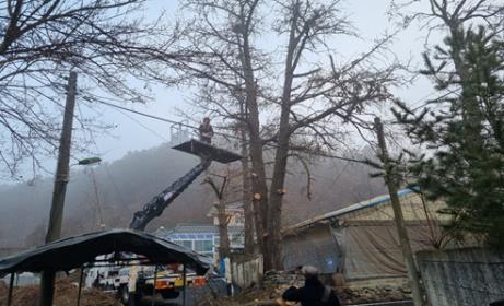 위험수목 제거 장면