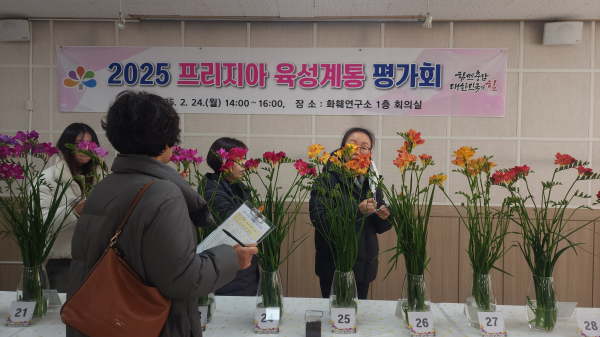 2025년 프리지아 육성계통 평가회