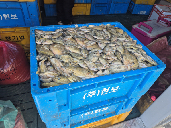 생태계교란어종 제거사업 진행 모습