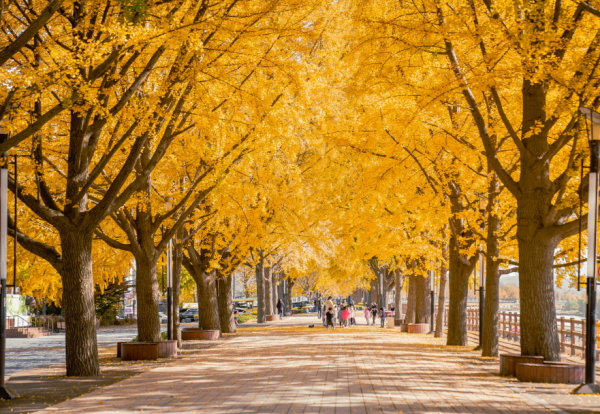 아산시 곡교천 은행나무길