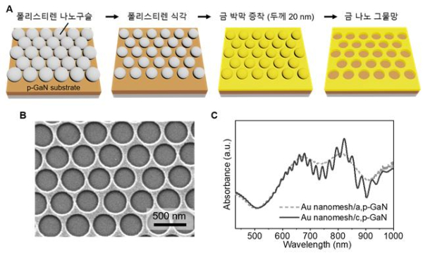 금 나노 그물망 제조 과정(A)과 금 나노 그물망 현미경 이미지(B), 금 나노 그물망-p형 GaN 기판의 광흡수 스펙트럼(C).