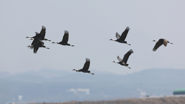 지난 3월 6일 서산 천수만에 도래한 흑두루미 모습