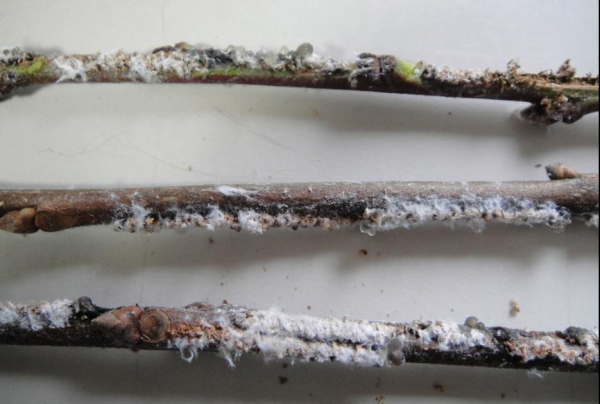 갈색날개매미충