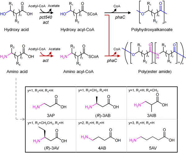 폴리에스터 아마이드 생산을 위한 신규 대사회로