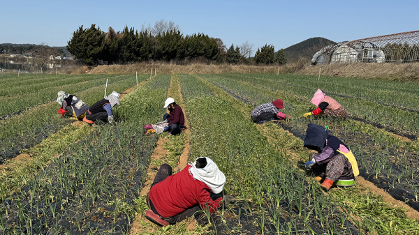 어르신들이 노인 일자리 사업을 통해 서비스를 제공하는 모습