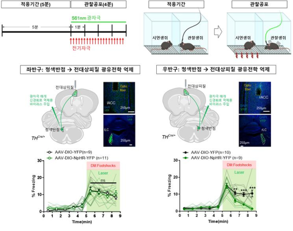 관찰 공포 실험 및 좌·우뇌 회로 억제 결과