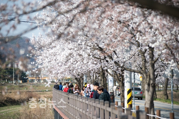 천안위례벚꽃축제 모습