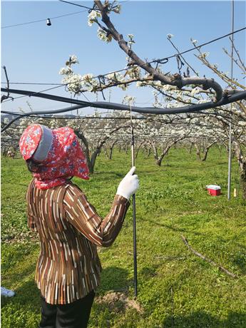 배 인공수분 작업 모습
