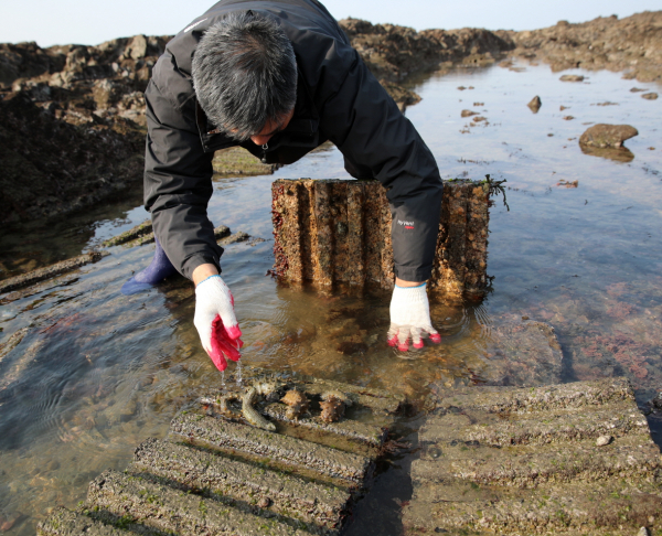 해삼 인공어초(남면)