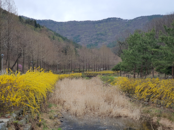 보령무궁화수목원 사진