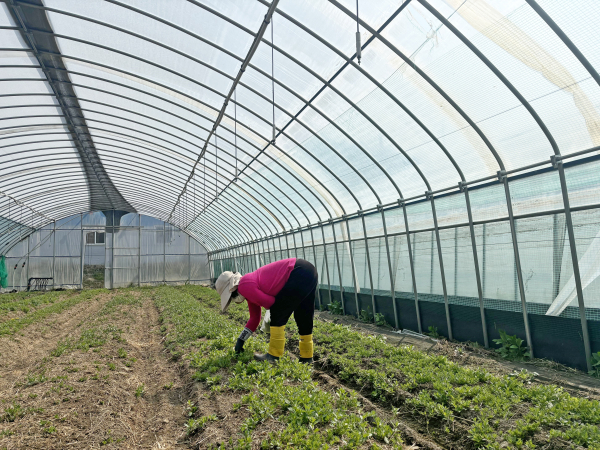 구기자 농가에서 봄철을 맞아 구기자 순을 수확하고 있다.