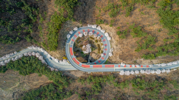 청양 벚꽃길 (나선형도로 벚꽃길 모습)