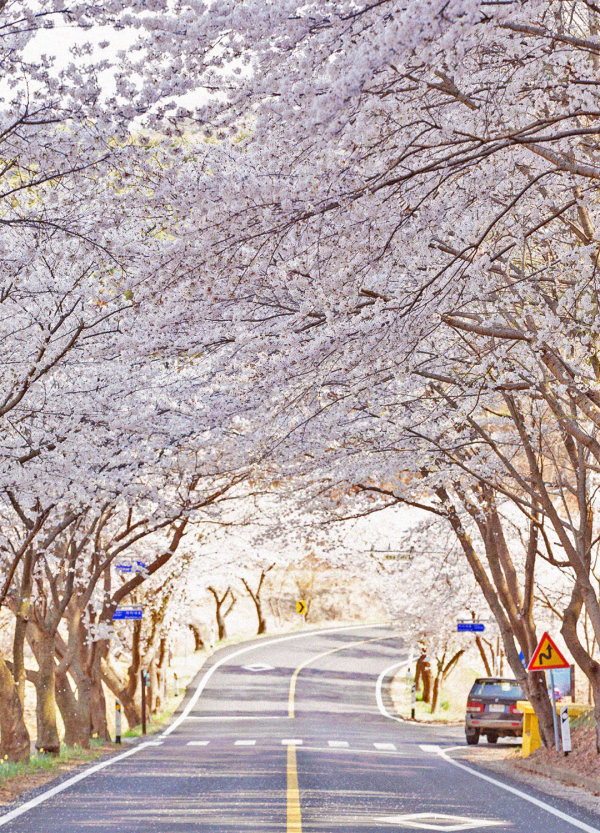 청양 벚꽃길 (장곡사 벚꽃길 모습)