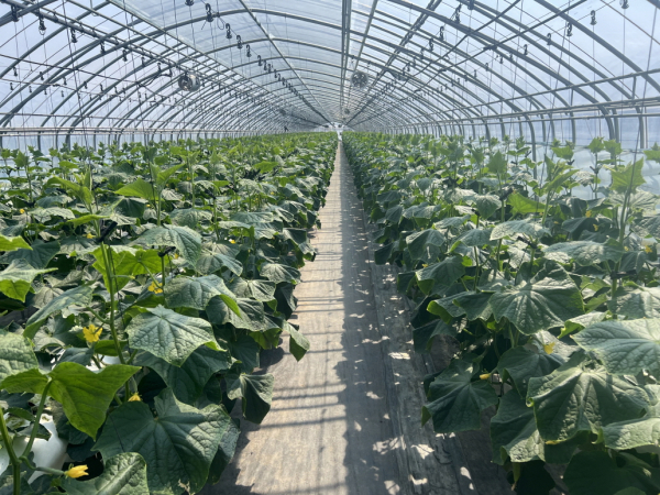 오이 농가 비닐하우스 모습