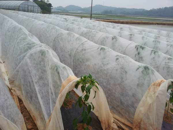 고추터널재배 사진