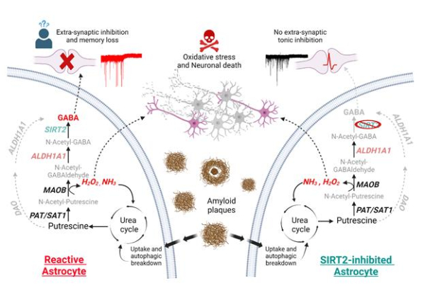알츠하이머에서 반응성 별세포의 가바(GABA)·과산화수소 생성 경로와 SIRT2 억제 효과