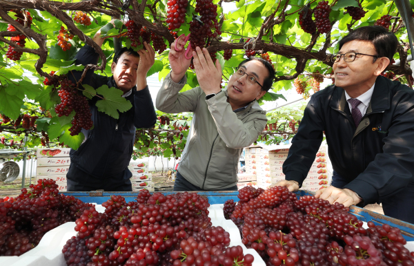 산내포도 재배농가에서 2025년산 델라웨어 포도를 첫 수확하고 있는 모습