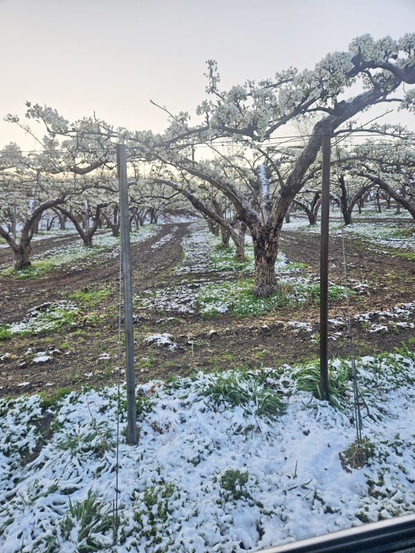 강설로 인해 배꽃 주변에 눈이 쌓인 모습