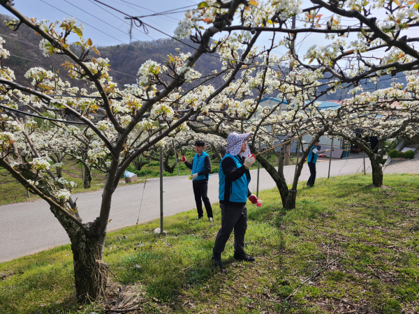 배꽃 인공수분 작업 모습
