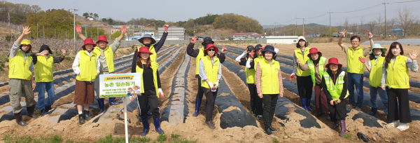 세종시자원봉사센터와 함께 연서면 국촌리서 옥수수모종빼기 작업 진행 단체사진